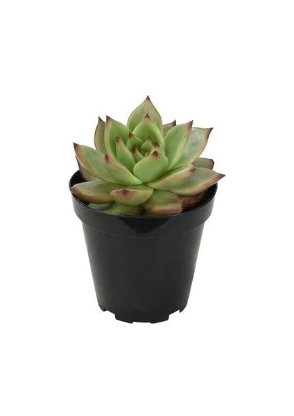 Sabır Otu Eçeverya Sukulent / 5,5 cm Saksıda / Echeveria Agavoides Christmas Succulent