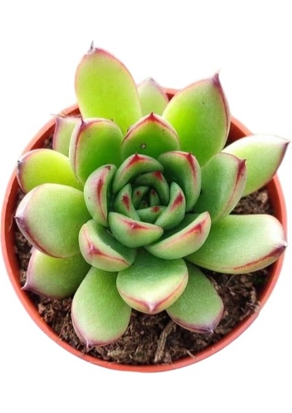 Sabır Otu Eçeverya Sukulent / 5,5 cm Saksıda / Echeveria Agavoides Christmas Succulent