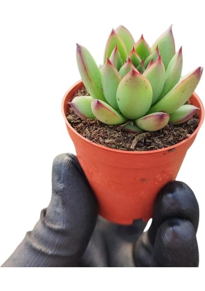 Sabır Otu Eçeverya Sukulent / 5,5 cm Saksıda / Echeveria Agavoides Christmas Succulent