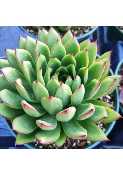 Sabır Otu Eçeverya Sukulent / 5,5 cm Saksıda / Echeveria Agavoides Christmas Succulent