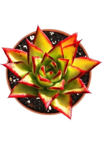 Dudak Boyası Eçeverya Sukulent / 5,5 cm Saksıda / Echeveria Agavoides Lipstick Succulent