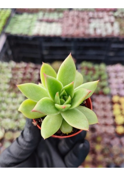 Dudak Boyası Eçeverya Sukulent / 5,5 cm Saksıda / Echeveria Agavoides Lipstick Succulent