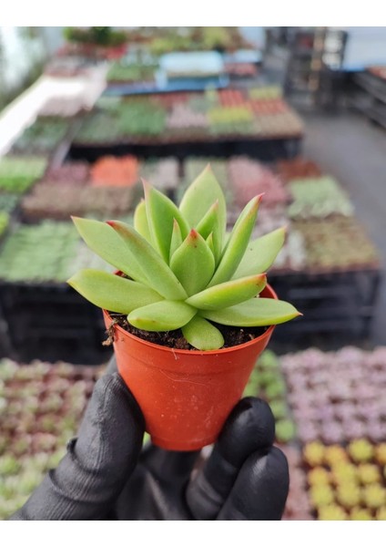 Dudak Boyası Eçeverya Sukulent / 5,5 cm Saksıda / Echeveria Agavoides Lipstick Succulent