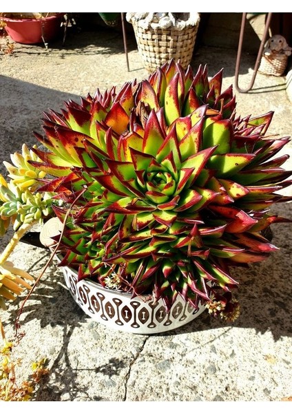 Dudak Boyası Eçeverya Sukulent / 5,5 cm Saksıda / Echeveria Agavoides Lipstick Succulent