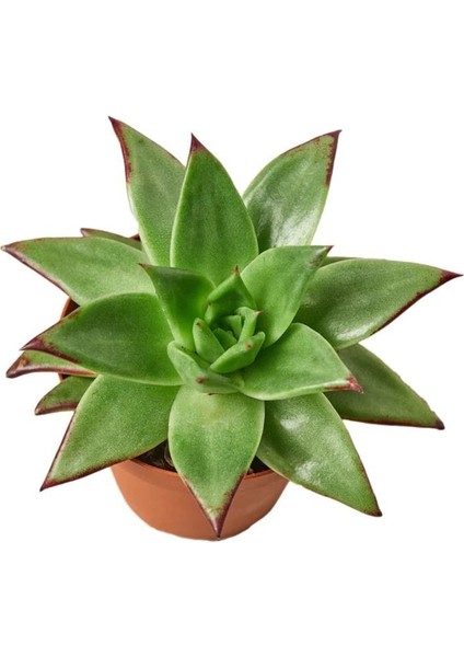 Dudak Boyası Eçeverya Sukulent / 5,5 cm Saksıda / Echeveria Agavoides Lipstick Succulent