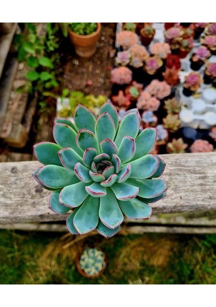 Gün Batımı Sukulent / 5,5 cm Saksıda / Echeveria (Eçeverya) Apus Succulent