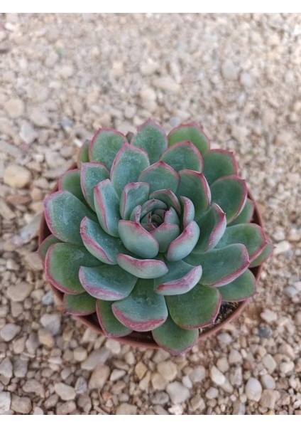 Gün Batımı Sukulent / 5,5 cm Saksıda / Echeveria (Eçeverya) Apus Succulent