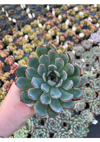 Gün Batımı Sukulent / 5,5 cm Saksıda / Echeveria (Eçeverya) Apus Succulent