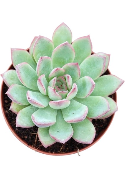 Gün Batımı Sukulent / 5,5 cm Saksıda / Echeveria (Eçeverya) Apus Succulent