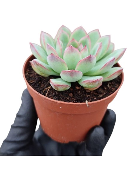 Gün Batımı Sukulent / 5,5 cm Saksıda / Echeveria (Eçeverya) Apus Succulent