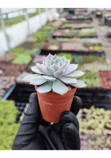 Saksı Güzeli Sukulent / 5,5 cm Saksıda / Echeveria (Eçeverya) Subsessilis Succulent