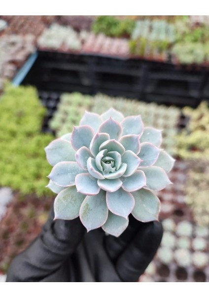 Saksı Güzeli Sukulent / 5,5 cm Saksıda / Echeveria (Eçeverya) Subsessilis Succulent