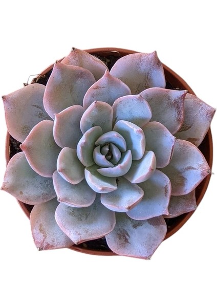 Saksı Güzeli Sukulent / 5,5 cm Saksıda / Echeveria (Eçeverya) Subsessilis Succulent