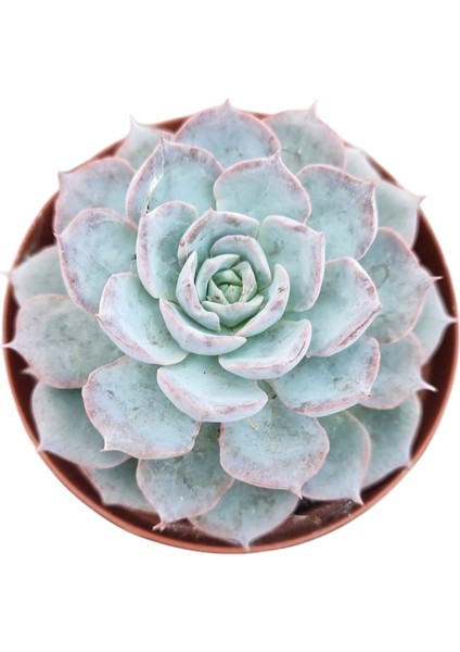 Saksı Güzeli Sukulent / 5,5 cm Saksıda / Echeveria (Eçeverya) Subsessilis Succulent