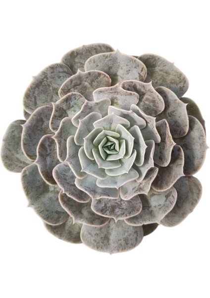 Dev Yıldız Sukulent / 5,5 cm Saksıda / Echeveria (Eçeverya) Pollux Succulent