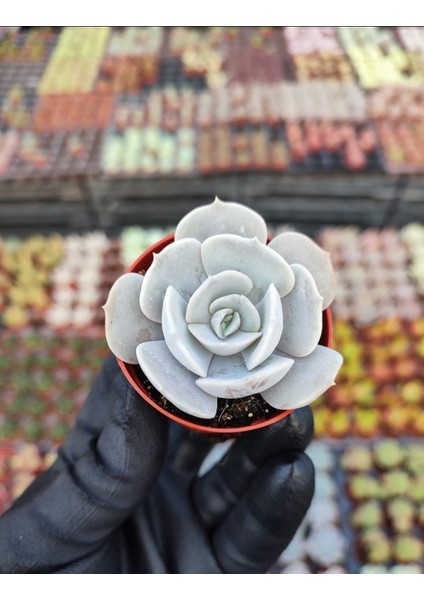 Dev Yıldız Sukulent / 5,5 cm Saksıda / Echeveria (Eçeverya) Pollux Succulent