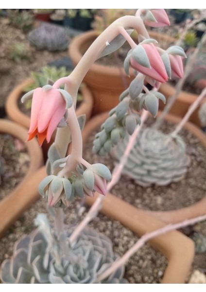 Dev Yıldız Sukulent / 5,5 cm Saksıda / Echeveria (Eçeverya) Pollux Succulent