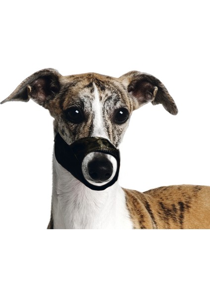 Köpek Ağızlığı XS