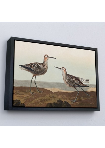 canvas Serie John James Audubon'un 'birds Of America' TABLOSU-7011