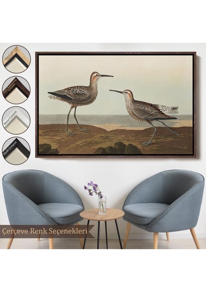 canvas Serie John James Audubon'un 'birds Of America' TABLOSU-7011 fırsatları