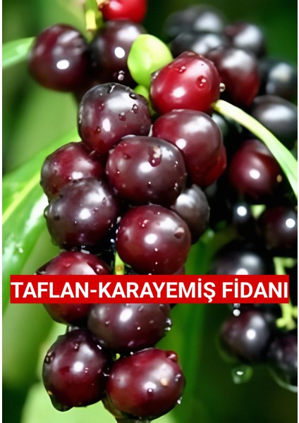 Tüplü Karayemiş-Taflan-Laz-Kirazı Fidanı 2 Yaş