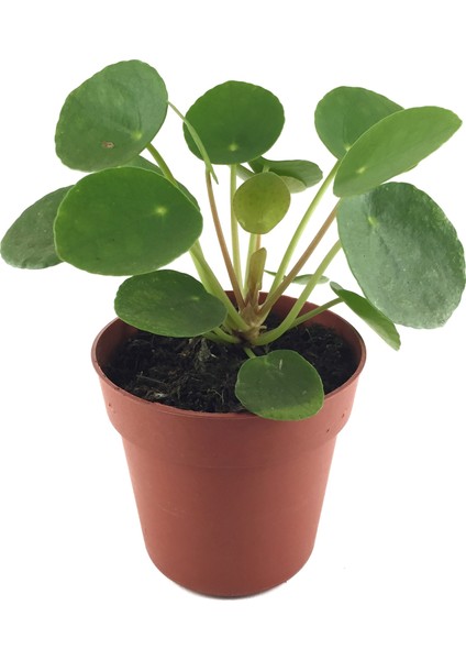 Pilea Peperomioides (Para Çiçeği)