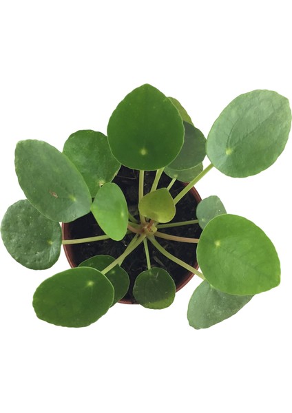 Pilea Peperomioides (Para Çiçeği) fiyatları