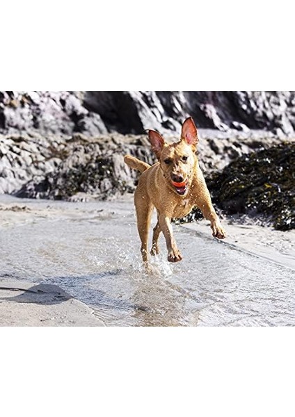 ! Fetch Ball 2'li Köpek Oyun Topu (Küçük Boy)