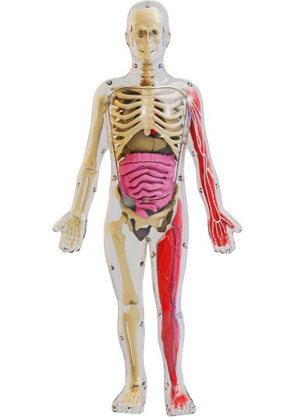 Deneysel Organ Anatomisi Modeli Tıbbi Öğretim Yardımı Eğitici Oyuncak (Yurt Dışından)