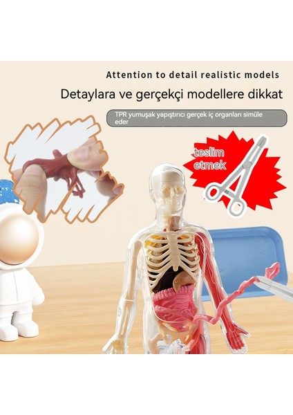 Deneysel Organ Anatomisi Modeli Tıbbi Öğretim Yardımı Eğitici Oyuncak (Yurt Dışından) fiyatları