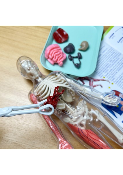 Deneysel Organ Anatomisi Modeli Tıbbi Öğretim Yardımı Eğitici Oyuncak (Yurt Dışından) modelleri