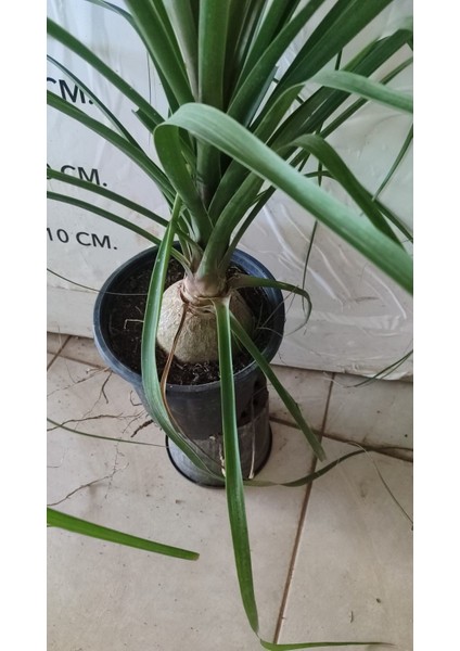Nolina Fil Ayağı Bitkisi Büyük Boy 70/ 80cm