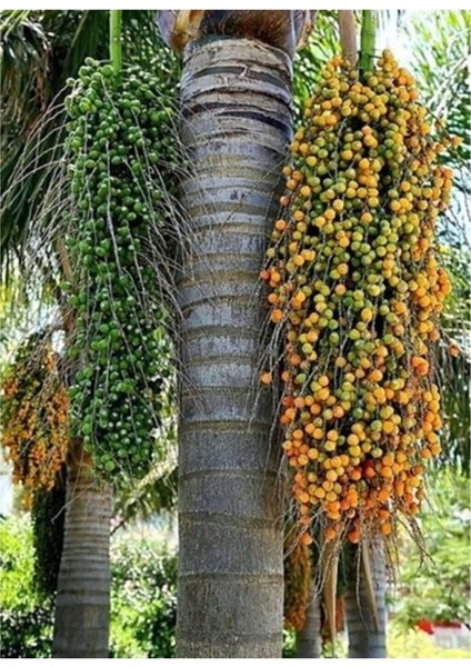 1 Adet Tohum Nadir Bulunan Cocos Hindistan Cevizi Ağacı Ağaç Tohum Saksı Toprak Hediye
