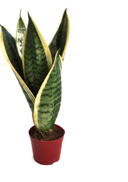 Sansevieria Trifasciata (Paşa Kılıcı)