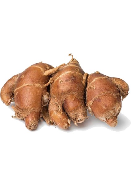 Kencur Segar, Aromatic Ginger 100GR