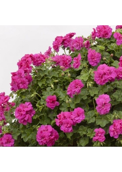 Grandeur Ivy Violet Sarkan Sakız Sardunya Fidesi (1 Adet)