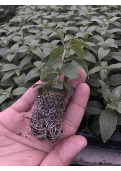 Sarkan Dev Çiçekli Fuchusia Karışık Küpeli Küpe Çiçeği Fidesi (10 Adet)
