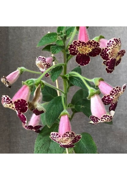 Vanilla Kohleria Japon Küpelisi Çiçeği Fidesi (Mini Potta)