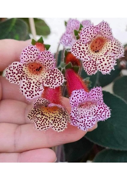 Lori Kohleria Japon Küpelisi Çiçeği Fidesi (Mini Potta)