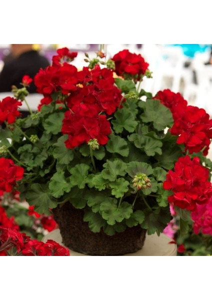 Grandeur Ivy Deep Red Sarkan Sakız Sardunya Fidesi (1 Adet)
