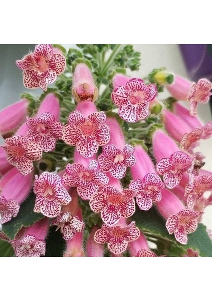 Koleksiyonluk Leah Kohleria Japon Küpelisi Çiçeği Fidesi (Mini Saksıda)