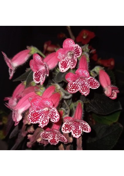 Victoria Kohleria Japon Küpelisi Çiçeği Fidesi (Mini Saksıda)