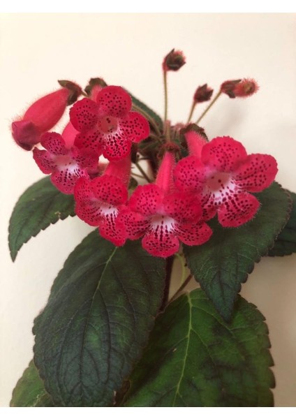 Ni's Kiira Kohleria Japon Küpelisi Çiçeği Fidesi (Mini Potta)