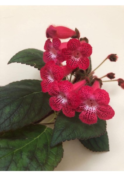 Ni's Kiira Kohleria Japon Küpelisi Çiçeği Fidesi (Mini Potta) fiyatları