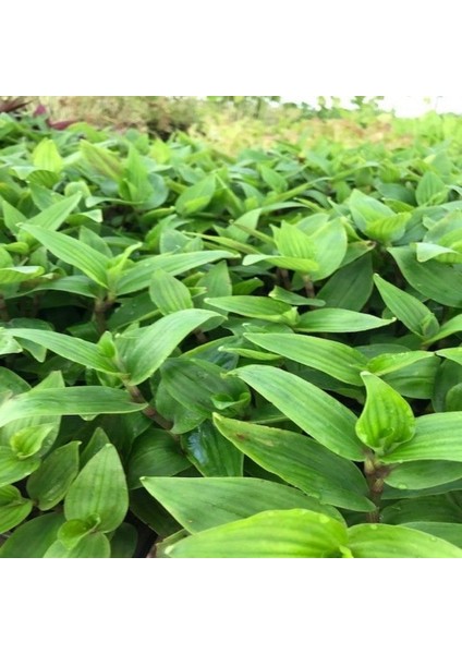 Tradescantia Albiflora Telgraf Çiçeği Fidesi(3 Adet)