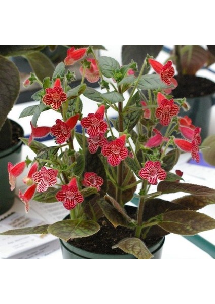 Carnival Kohleria Japon Küpelisi Çiçeği Fidesi (Mini Potta)