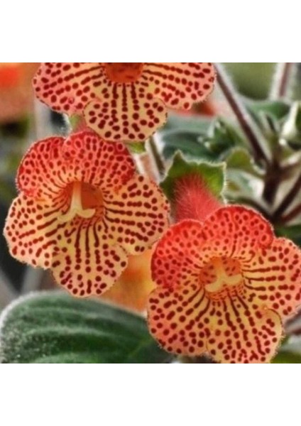 Citronella Kohleria Japon Küpelisi Çiçeği Fidesi (Mini Potta)