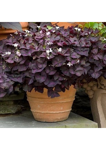 Uyku Çiçeği Oxalis Triangularis Süs Yoncası Çiçeği Fidesi (Mini Potta)