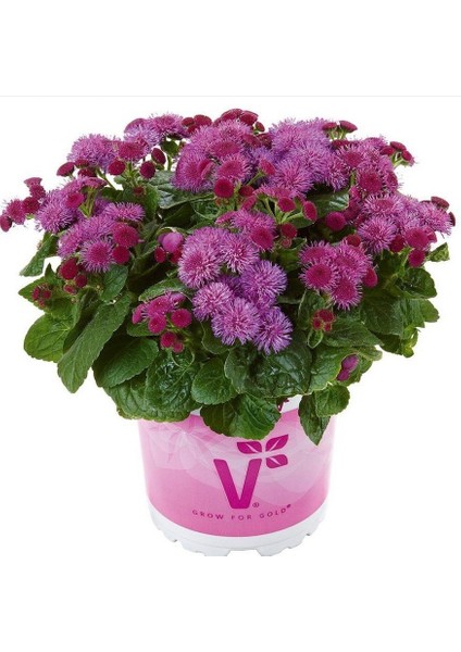 Ariella Violet Vapur Dumanı Çiçeği Fidesi (1 Adet)