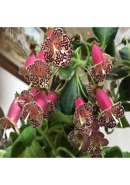 N3 Kohleria Japon Küpelisi Çiçeği Fidesi (Mini Potta)